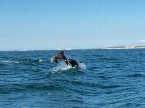 Delfine, die auf dem Wasser springen